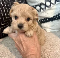 Bella , a female Maltipoo and Poodle - Toy  for sale in Tampa, FL – 1 of 10