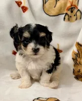 Emily, a female Yorkshire Terrier and Morkie for sale in Tampa, FL – 1 of 10