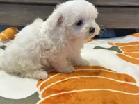 Buffy, a female Maltipoo and Maltese for sale in Tampa, FL – 9 of 10