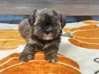Lucy, a female Yorkshire Terrier and Shorkie for sale in Tampa, FL – 6 of 9