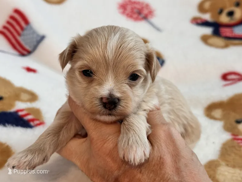 Ziggy  – Maltipoo, Poodle - Toy  puppy for sale in Tampa, FL