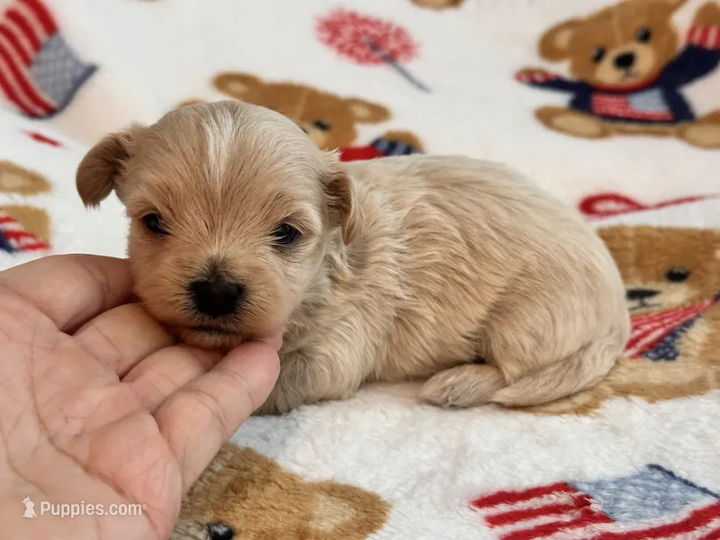 Benny  – Maltipoo, Poodle - Toy  puppy for sale in Tampa, FL
