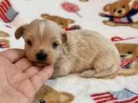 Benny , a male Maltipoo and Poodle - Toy  for sale in Tampa, FL – 1 of 10