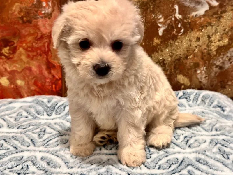 Molly  – Maltipoo, Poodle - Toy  puppy for sale in Tampa, FL