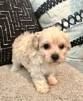 Lucy , a female Maltipoo and Poodle - Toy  for sale in Tampa, FL – 8 of 10