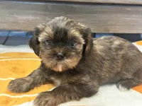 Lu Lu , a female Yorkshire Terrier and Shorkie for sale in Tampa, FL – 8 of 10