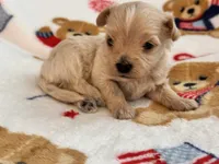 Benny , a male Maltipoo and Poodle - Toy  for sale in Tampa, FL – 6 of 10