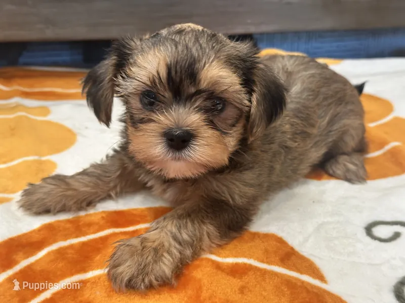 Coco  – Yorkshire Terrier, Shorkie puppy on hold in Tampa, FL