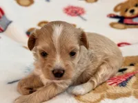 Lily , a female Maltipoo and Poodle - Toy  for sale in Tampa, FL – 1 of 9
