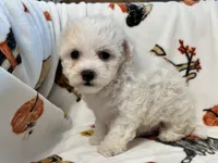 Simba , a male Maltipoo and Poodle - Toy  for sale in Tampa, FL – 8 of 10
