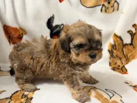 Mila , a female Yorkshire Terrier and Morkie for sale in Tampa, FL – 1 of 10