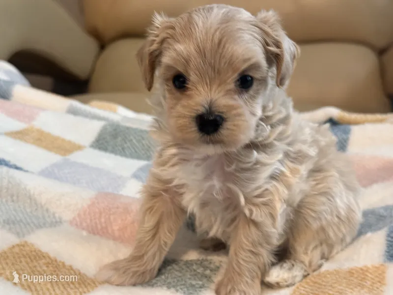 Benny  – Maltipoo, Poodle - Toy  puppy for sale in Tampa, FL