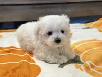 Buffy, a female Maltipoo and Maltese for sale in Tampa, FL – 4 of 10