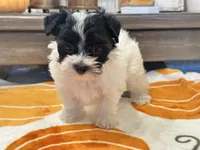 Milo Parti, a male Yorkshire Terrier for sale in Tampa, FL – 3 of 10