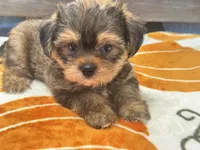 Archie , a male Yorkshire Terrier and Shorkie for sale in Tampa, FL – 9 of 10