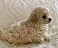 Bella , a female Maltipoo and Poodle - Toy  for sale in Tampa, FL – 6 of 10