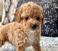 Fendi Tiny , a female Maltipoo and Poodle - Toy  for sale in Tampa, FL – 5 of 10