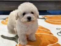 Lily, a female Maltipoo and Poodle - Toy  for sale in Tampa, FL – 1 of 10