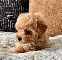 Bella  F1b Tiny , a female Maltipoo and Poodle - Toy  for sale in Tampa, FL – 6 of 10
