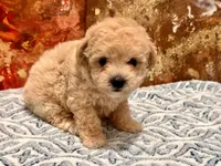 Nala , a female Maltipoo and Poodle - Toy  for sale in Tampa, FL – 10 of 10