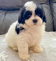Mila TeddyBear, a female Maltipoo and Mal Shi for sale in Tampa, FL – Photo 2 of 10
