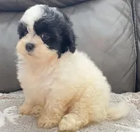 Mila TeddyBear, a female Maltipoo and Mal Shi for sale in Tampa, FL – Photo 4 of 10