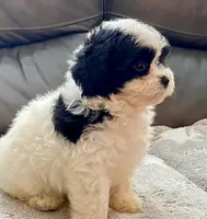Mila TeddyBear, a female Maltipoo and Mal Shi for sale in Tampa, FL – Photo 3 of 10