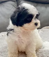 Mila TeddyBear, a female Maltipoo and Mal Shi for sale in Tampa, FL – Photo 5 of 10