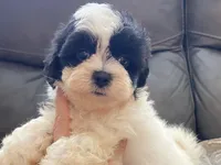 Mila TeddyBear, a female Maltipoo and Mal Shi for sale in Tampa, FL – Photo 8 of 10