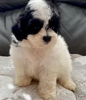 Mila TeddyBear, a female Maltipoo and Mal Shi for sale in Tampa, FL – Photo 1 of 10