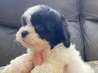 Mila TeddyBear, a female Maltipoo and Mal Shi for sale in Tampa, FL – Photo 9 of 10