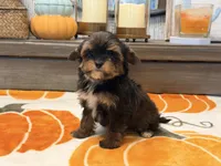 Emily , a female Yorkshire Terrier for sale in Tampa, FL – 6 of 6