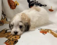 Piper , a female Yorkshire Terrier and Morkie for sale in Tampa, FL – 4 of 10