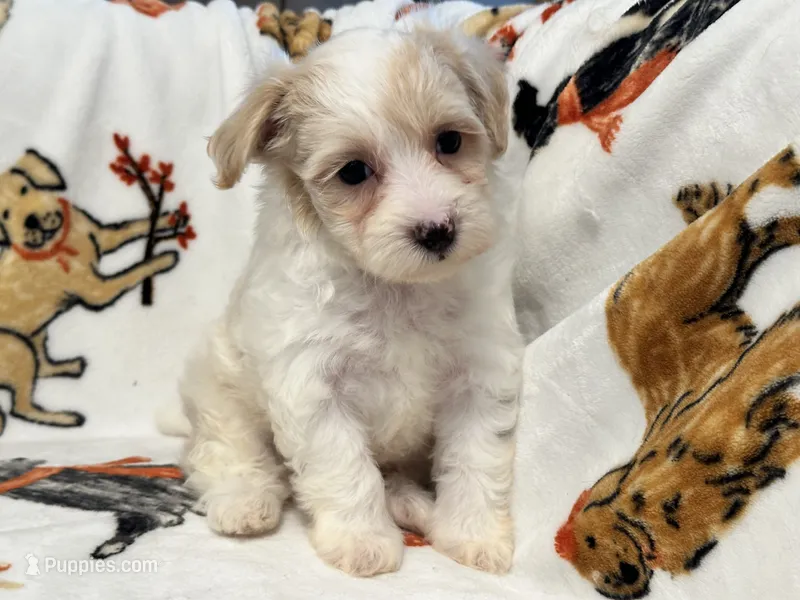 Liam – Maltipoo, Poodle - Toy  puppy for sale in Tampa, FL