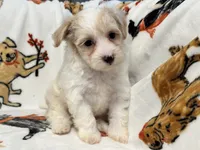 Liam, a male Maltipoo and Poodle - Toy  for sale in Tampa, FL – 1 of 9