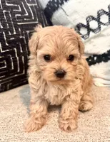 Mila , a female Maltipoo and Poodle - Toy  for sale in Tampa, FL – 4 of 10