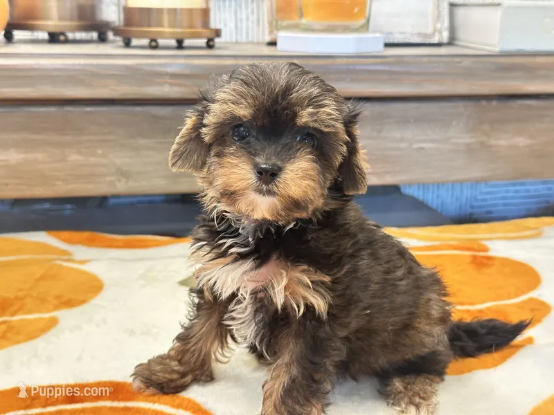 Emily  – Yorkshire Terrier puppy for sale in Tampa, FL