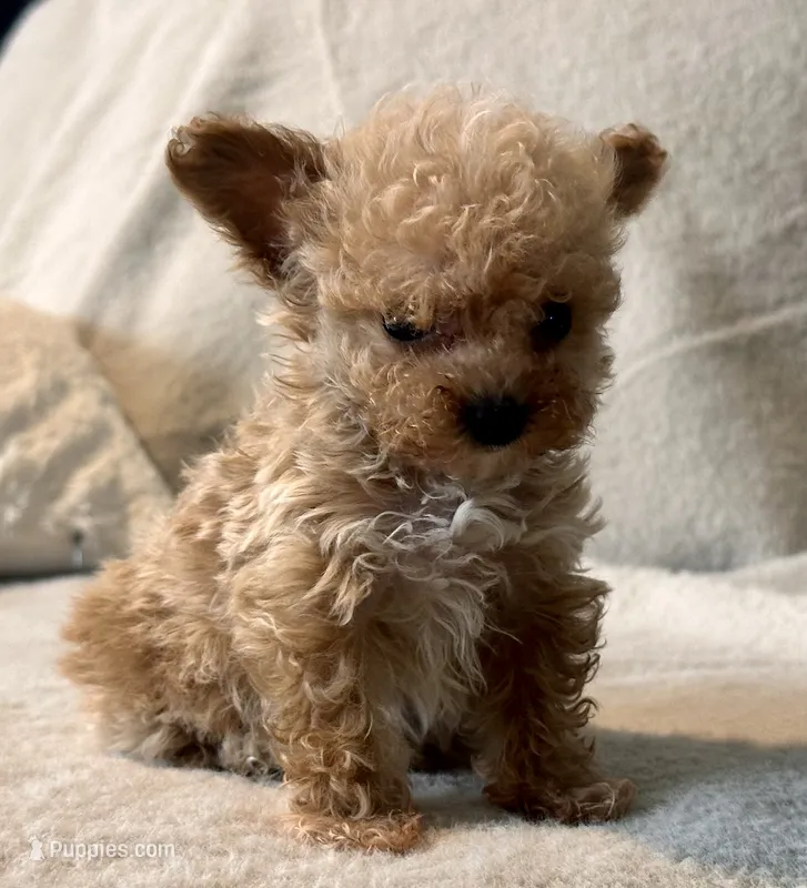 Misa  Extra Tiny  – Maltipoo, Poodle - Toy  puppy for sale in Tampa, FL