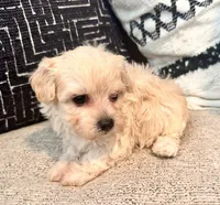 Lucy , a female Maltipoo and Poodle - Toy  for sale in Tampa, FL – 4 of 10