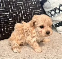 Bella , a female Maltipoo and Poodle - Toy  for sale in Tampa, FL – 4 of 10