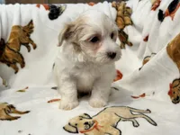 Liam, a male Maltipoo and Poodle - Toy  for sale in Tampa, FL – 7 of 9