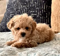 Bella  F1b Tiny , a female Maltipoo and Poodle - Toy  for sale in Tampa, FL – 9 of 10
