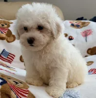 Toby , a male Maltipoo and Poodle - Toy  for sale in Tampa, FL – 3 of 10