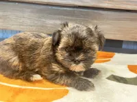 Lucy, a female Yorkshire Terrier and Shorkie for sale in Tampa, FL – 9 of 9