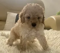 Noelle Toy F1b , a female Cavapoo and Poodle - Toy  for sale in Tampa, FL – 3 of 9