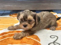 Coco , a female Yorkshire Terrier and Shorkie for sale in Tampa, FL – 9 of 9