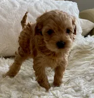 Izzy, a female Maltipoo and Poodle - Toy  for sale in Tampa, FL – 5 of 10