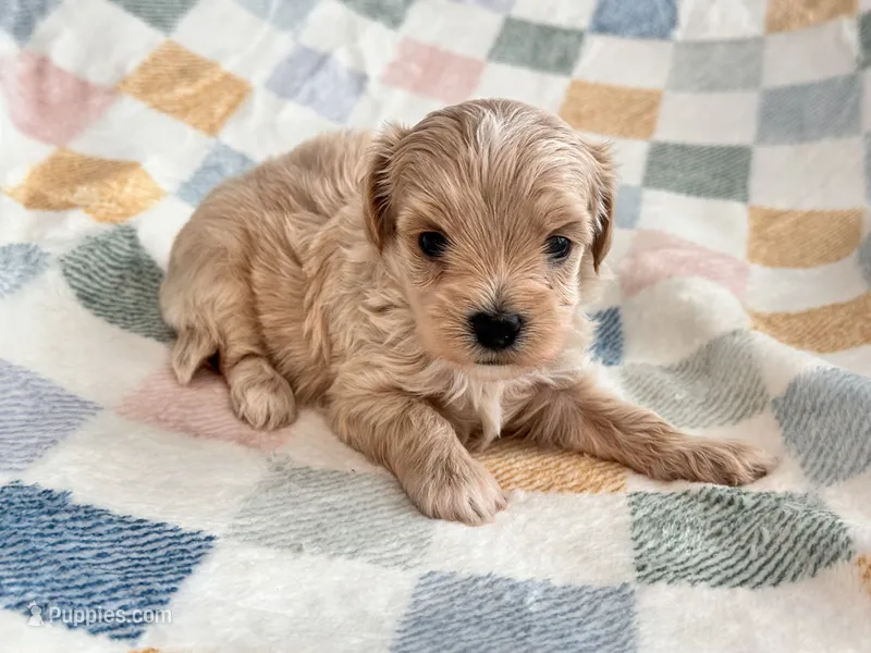 Bruno  – Maltipoo, Poodle - Toy  puppy for sale in Tampa, FL