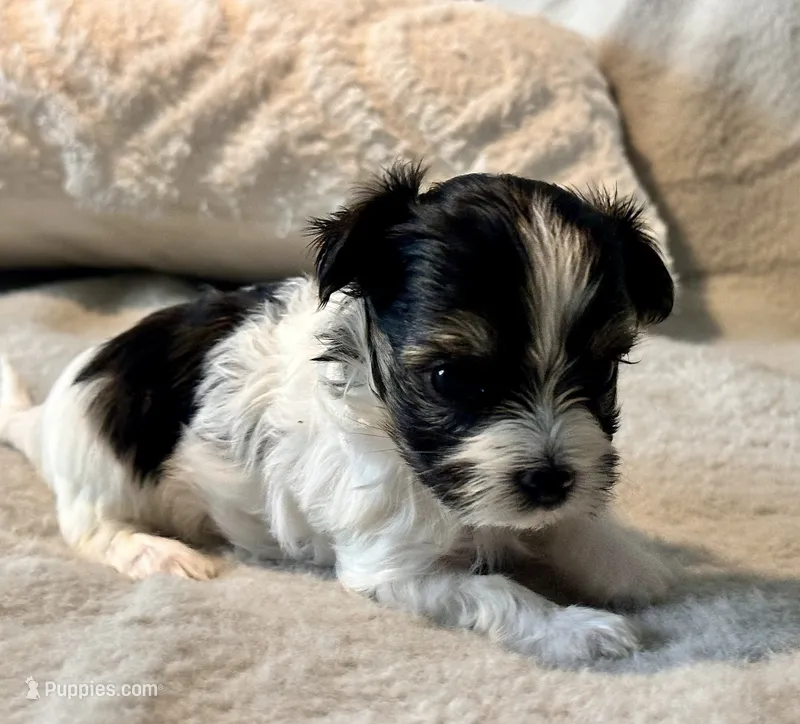 Bella  Parti – Yorkshire Terrier puppy for sale in Tampa, FL
