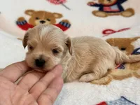 Bruno , a male Maltipoo and Poodle - Toy  for sale in Tampa, FL – 9 of 10
